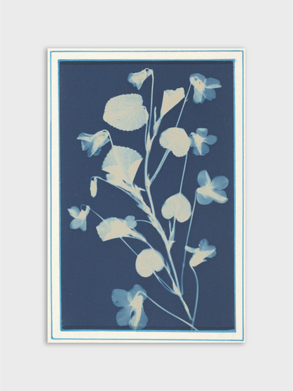 Cyanotype Botanical Study