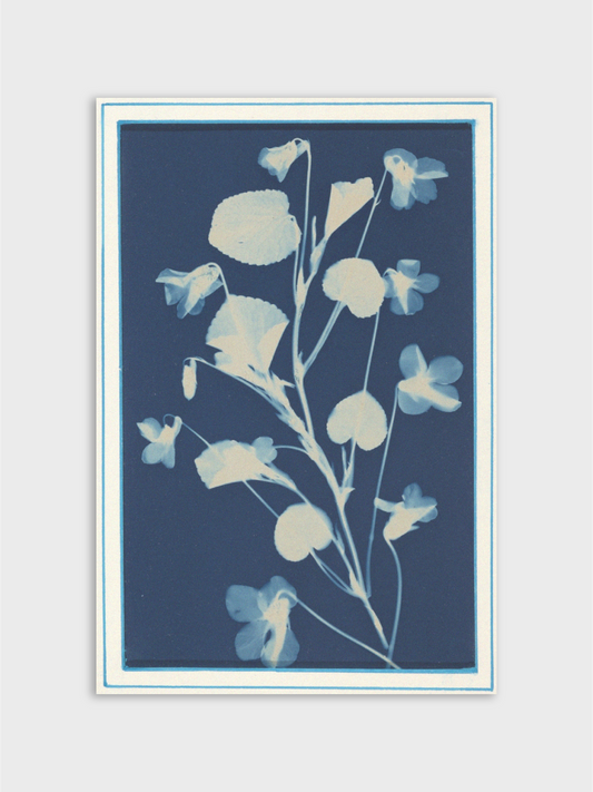 Cyanotype Botanical Study