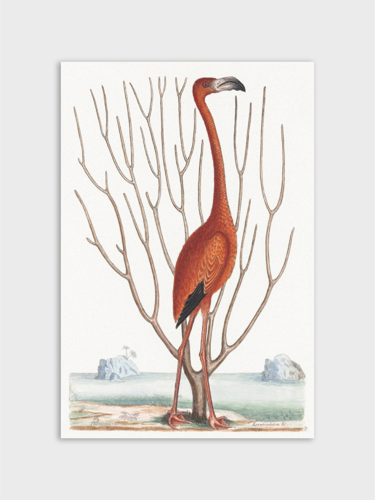 The Flamingo